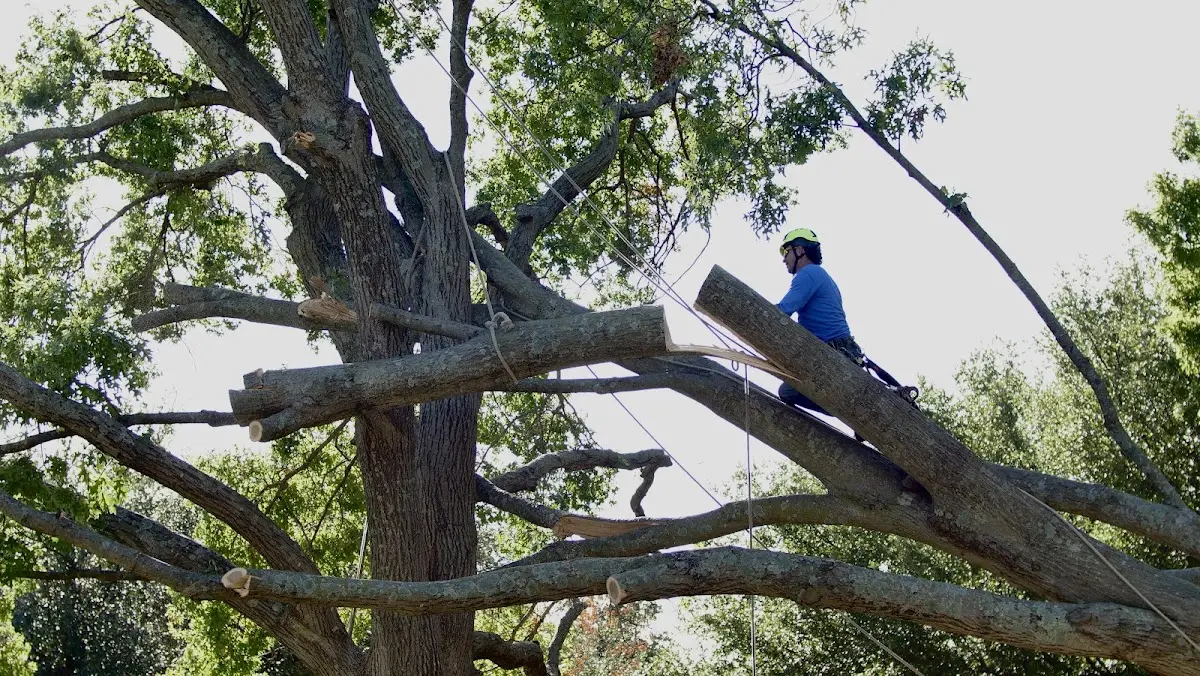 Professional Crown Thinning performed by certified arborists in Salter Path