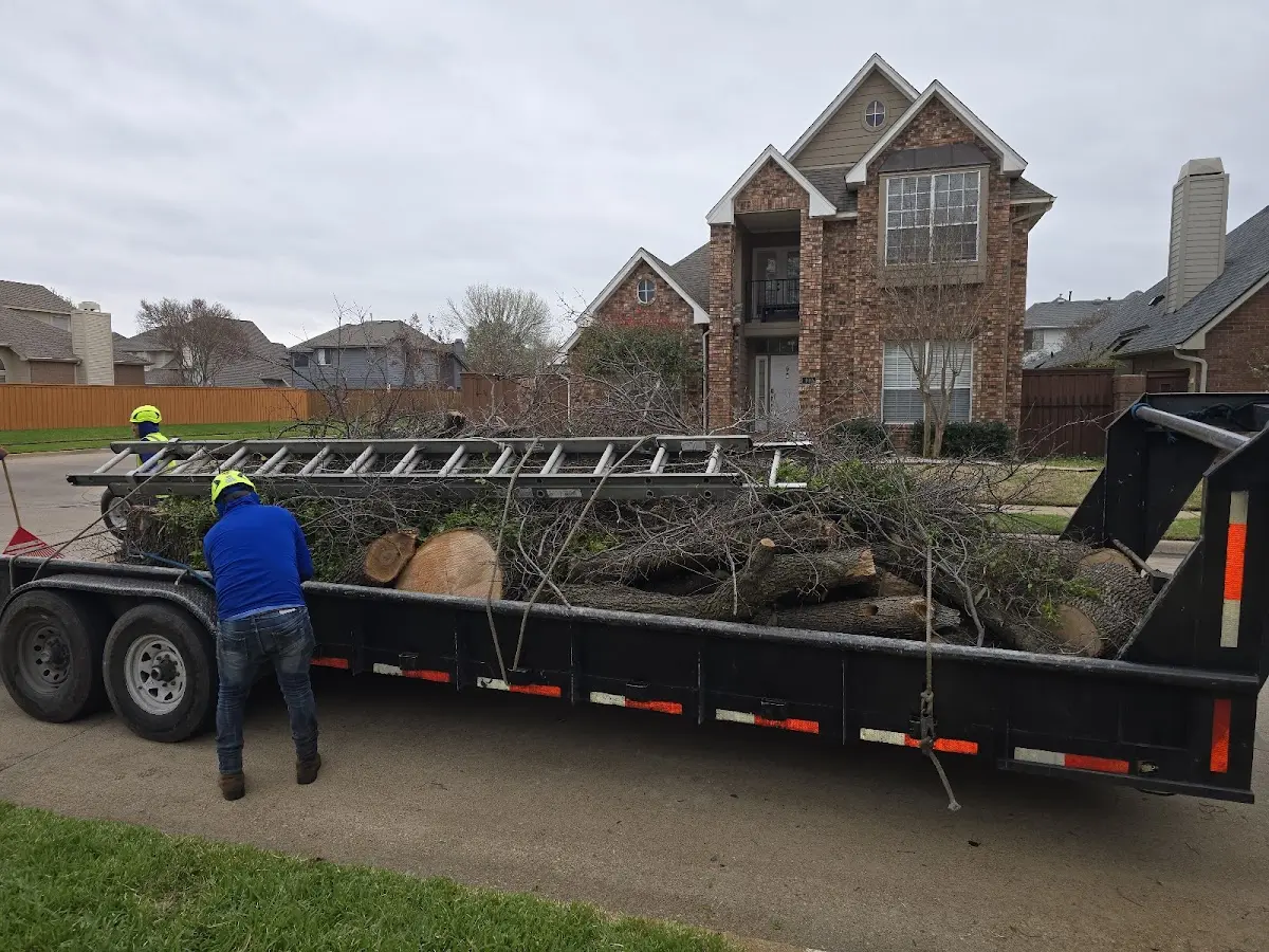 Expert Tree Fertilization with proper safety equipment in Salter Path